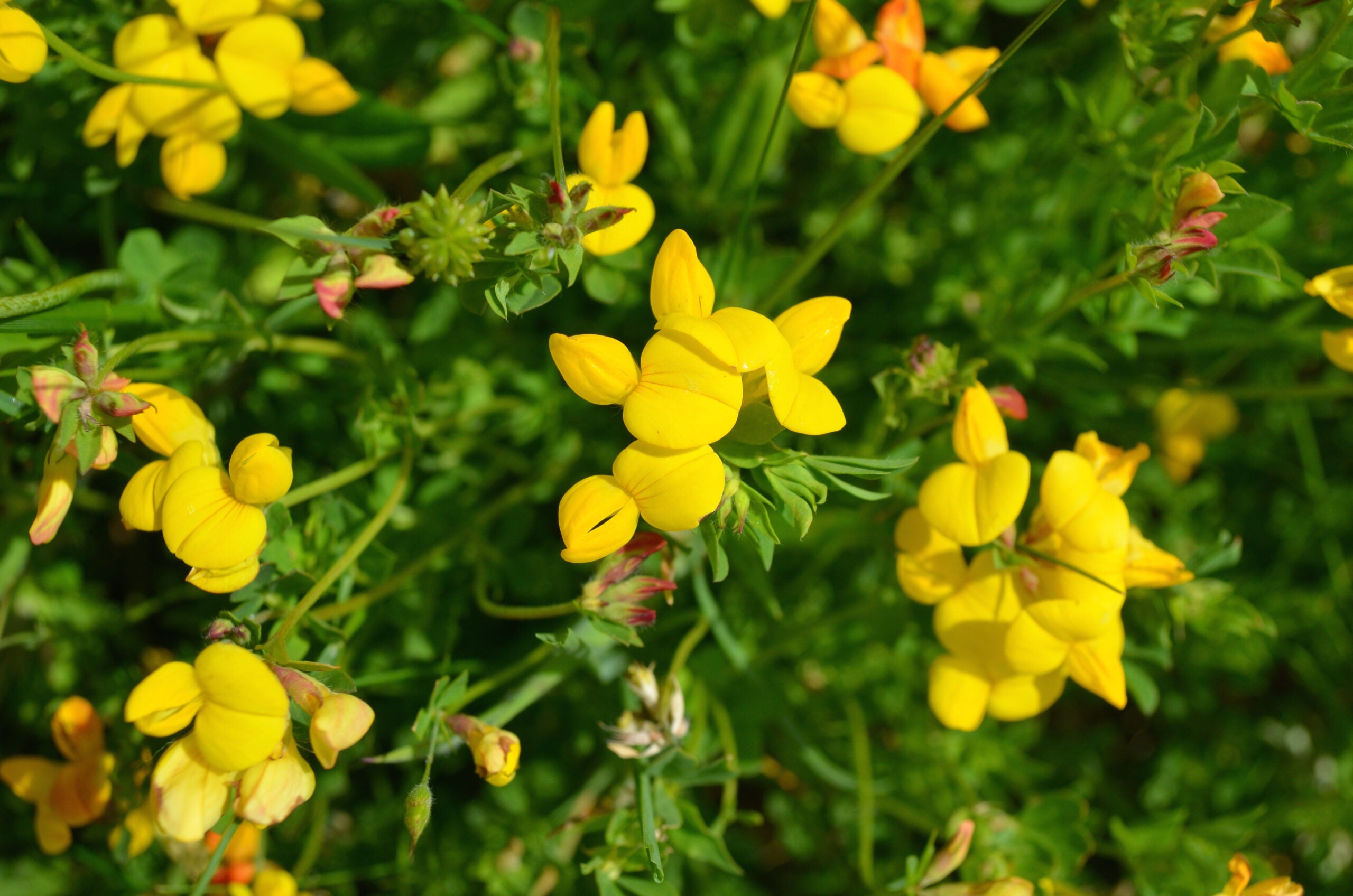 Birdsfoot Trefoil - 25Kg | Foster's Seed & Feed