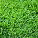 Borealis Lawn Blend - 25Kg