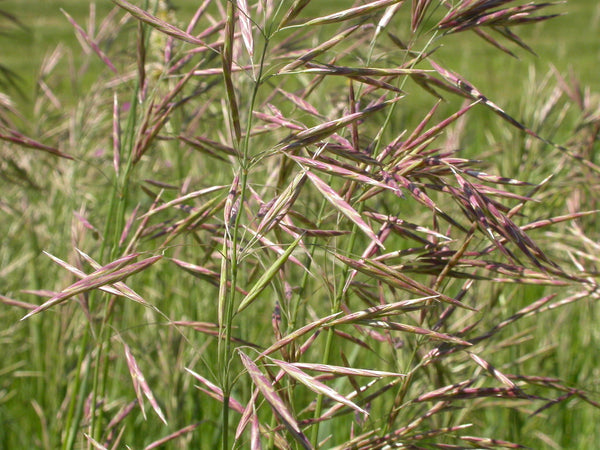 Smooth Brome - 25Kg