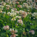 White Clover - 2.27Kg (5 Lbs)