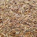 Smooth Brome - 25Kg