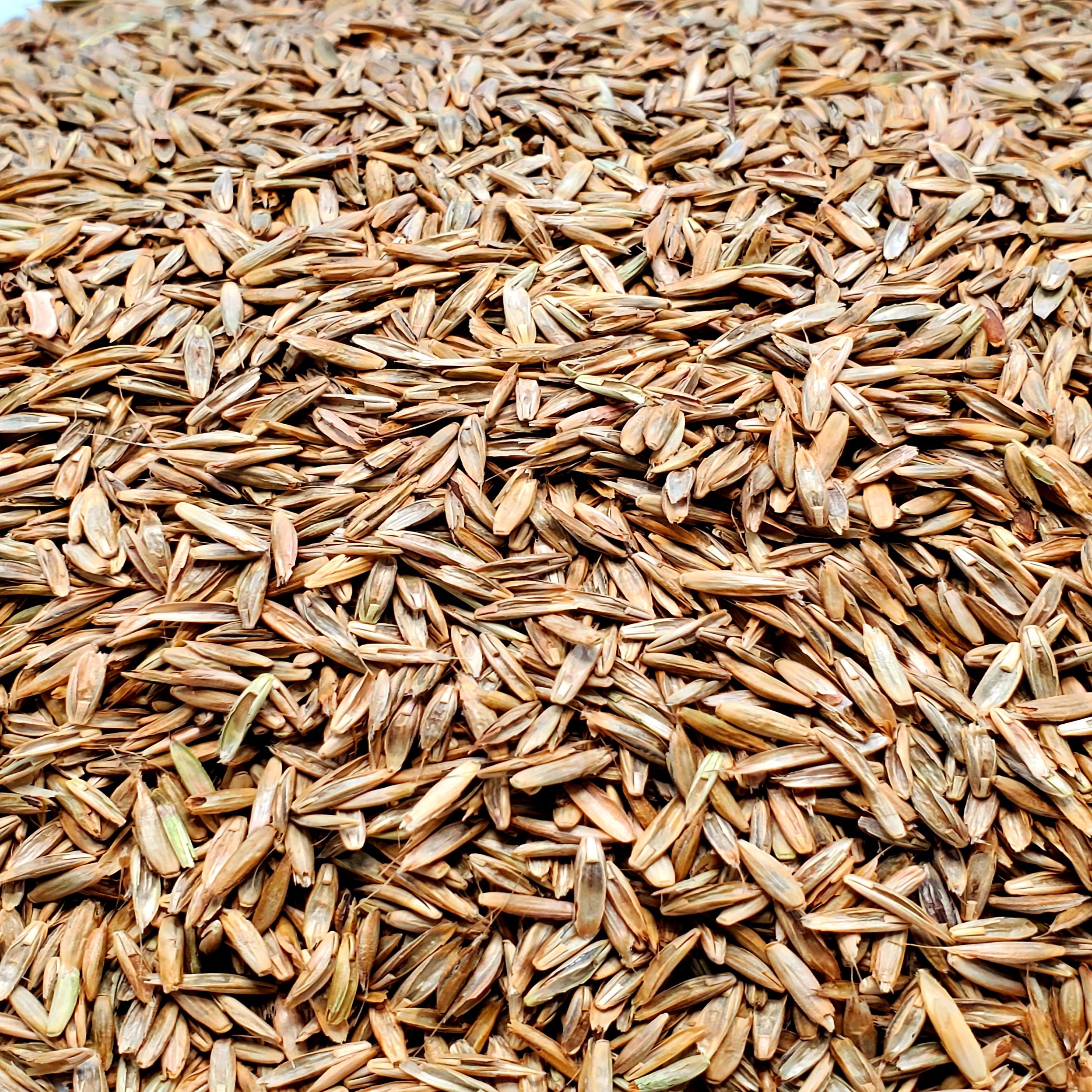 Annual Ryegrass - 22.7Kg | Foster's Seed & Feed
