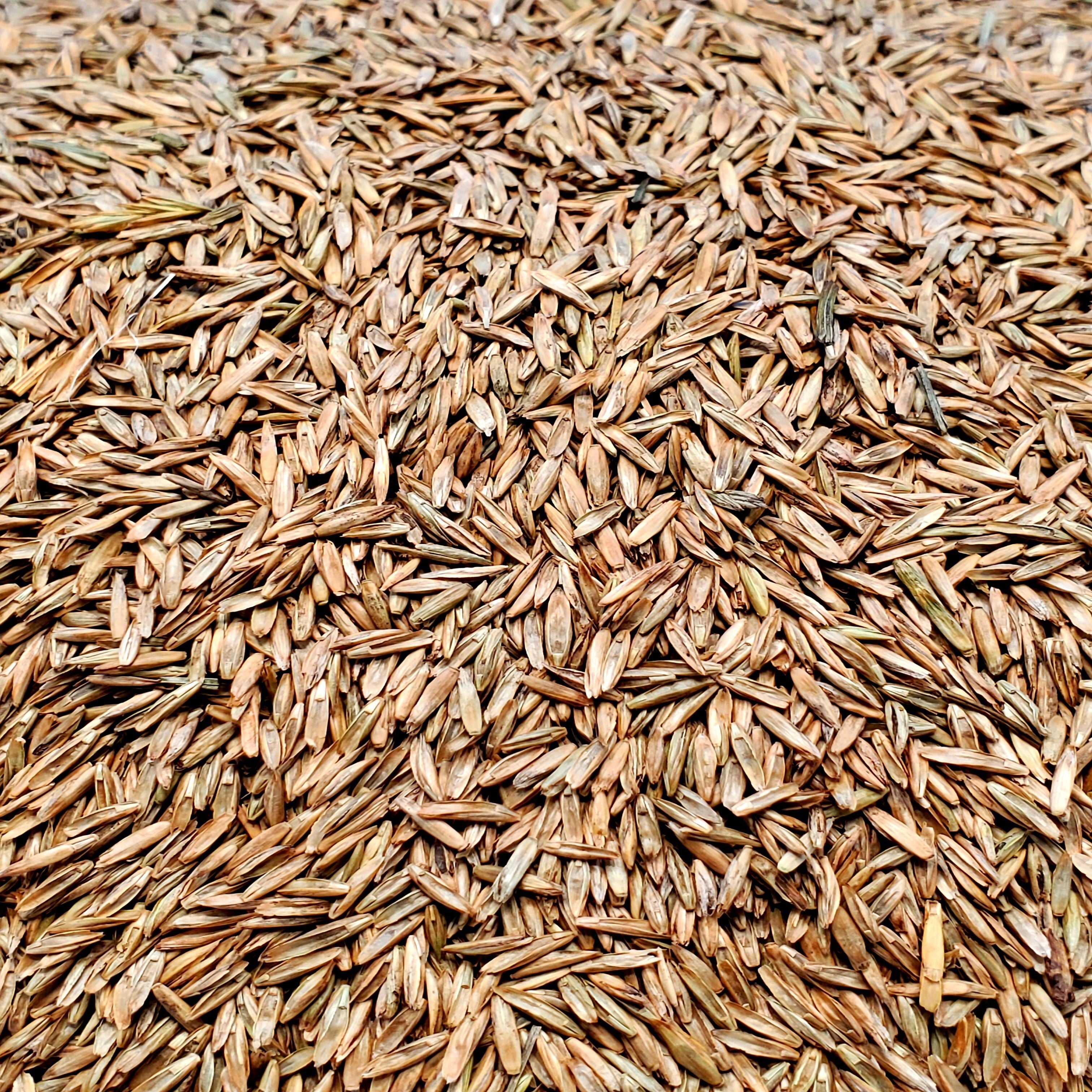 Turf Type Perennial Ryegrass - 22.7Kg | Foster's Seed & Feed