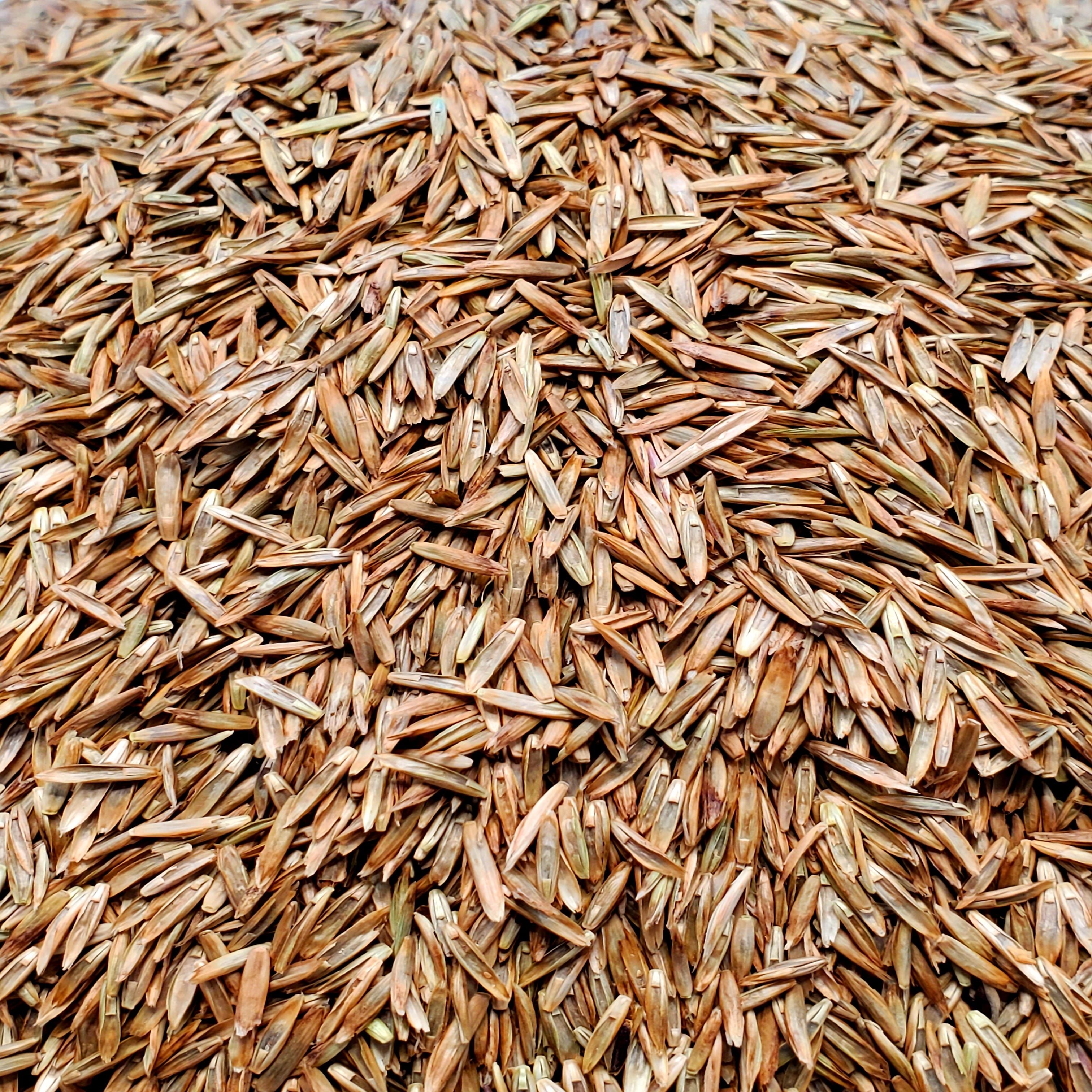 Norlea Forage Type Perennial Ryegrass - 22.7 Kg | Foster's Seed & Feed